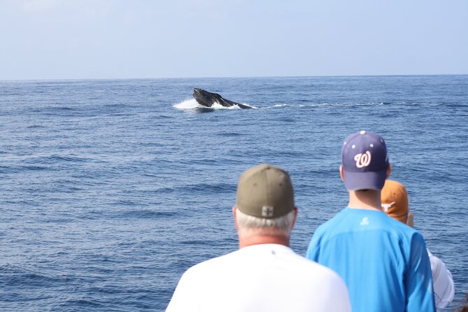 'Imiloa Express Whale Watch and Cocktail Tour - Key things I’d watch for on this Kauai whale watch