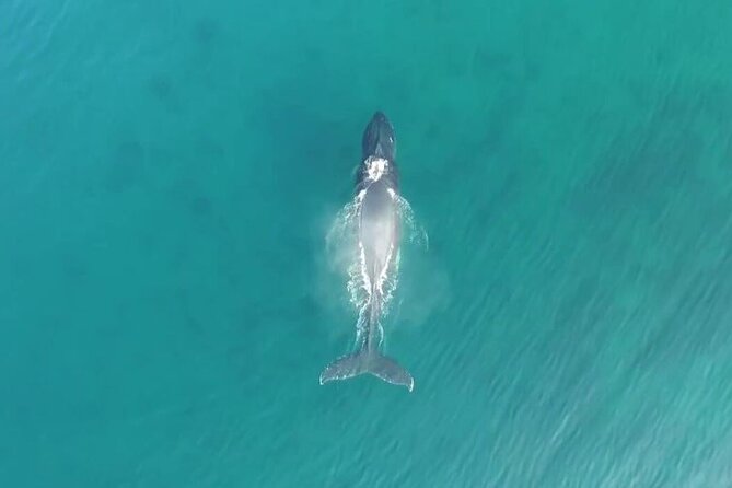 'Imiloa Express Whale Watch and Cocktail Tour - The real value: 2 hours, real whales, and a crew that searches