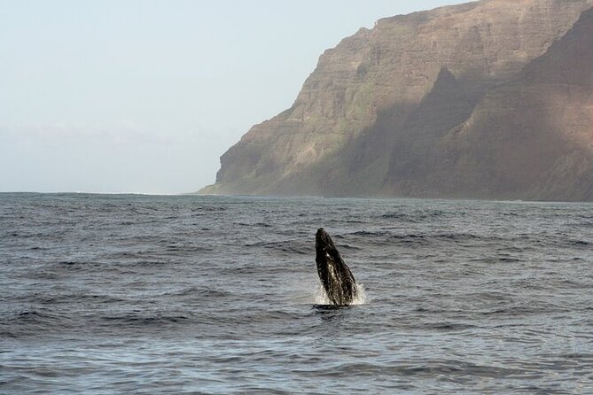 'Imiloa Express Whale Watch and Cocktail Tour - What the captain teaches you: watching for whale signs that actually matter