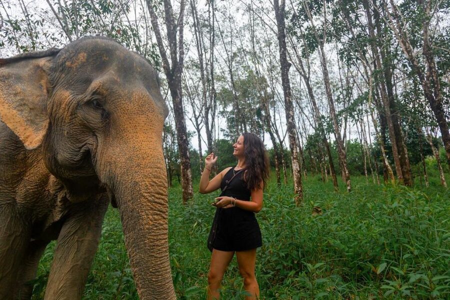 Khaolak: Sunset Elephant Walk with Complimentary Cocktail - Key highlights to look for