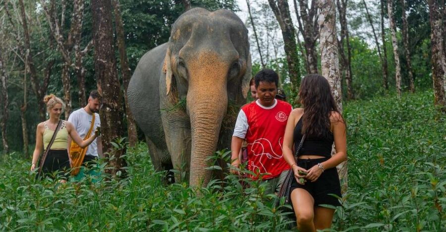 Khaolak: Sunset Elephant Walk with Complimentary Cocktail - Where this Khao Lak elephant walk actually fits in your day