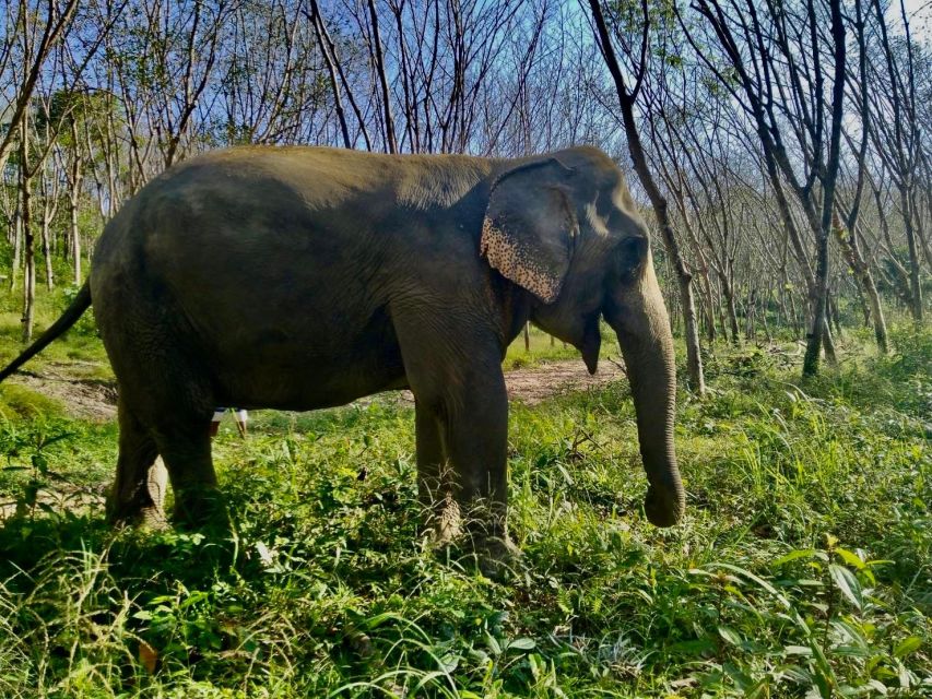 Khaolak: Sunset Elephant Walk with Complimentary Cocktail - Who should book this sunset elephant walk (and who might not)